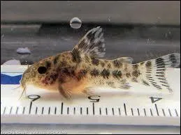 Comment dclenche-t-on la priode de frais ?