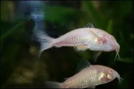 O les femelles gardent-elles les oeufs aprs fcondations ?