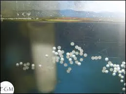 O les femelles pondent-elles leurs oeufs ?