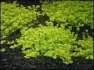 Quel est le comportement alimentaire du corydoras ?