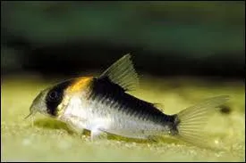 Quand les corydoras font de grandes courses dans l'aquarium  quoi est ce d ?