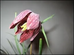 Comment s'appelle cette fleur ?