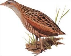 Quiz Animaux