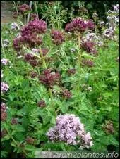 Quel est le nom de cette plante aromatique ?