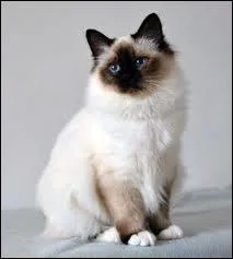 De quelle race est ce chat ?