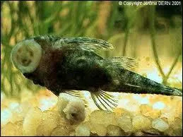 Quel est le comportement alimentaire des ancistrus ?