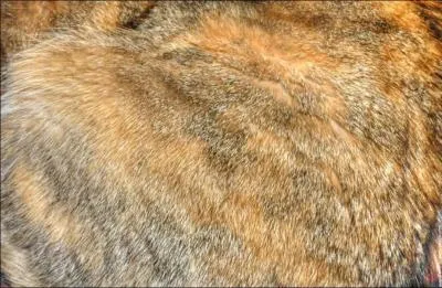 A quel animal appartient ce pelage ?