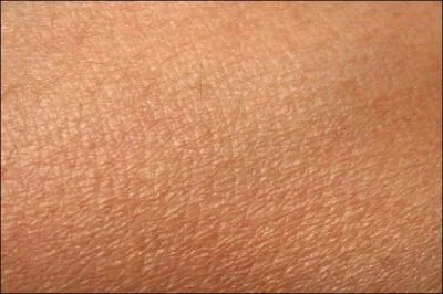 A quel animal appartient ce pelage ?