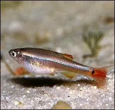 Combien de temps peut vivre un tanichtys ?