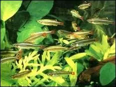 Qu'est-il conseill de faire durant la reproduction ?