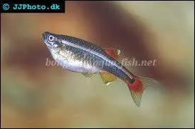 Quelle taille peut-il faire au maximum ?