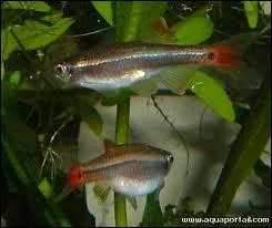 Quel est le comportement alimentaire des tanichtys ?