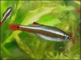 Avec quel poisson ne faut-il pas mettre les tanichtys ?