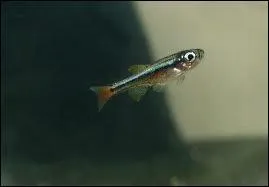 Comment surnomme-t-on le tanichtys ?