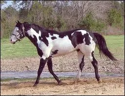 Quelle est cette race de cheval ?
