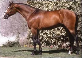 Quelle est cette race de cheval ?