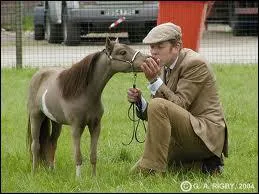 Quelle est cette race de cheval ?