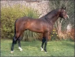 Quelle est cette race de cheval ?