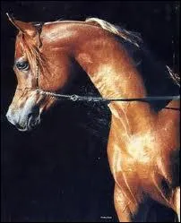 Quelle est cette race de cheval ?
