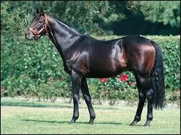 Quelle est cette race de cheval ?