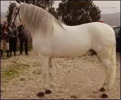 Quelle est cette race de cheval ?