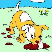 Quiz Animaux
