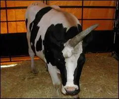 A quel animal fantastique peut-on comparer cette vache ?