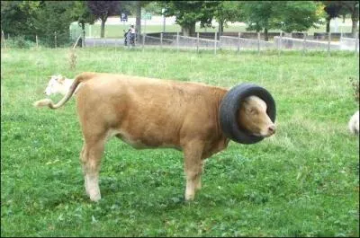 Quel objet se trouve autour du coup de cette vache ?