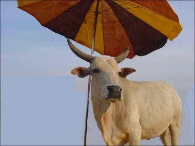 Dans quel pays les vaches sont-elles sacres ?