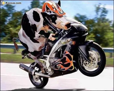 Sur quel vhicule se trouve cette vache ?