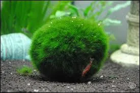 En combien de temps les jeunes deviennent-ils rouges ?