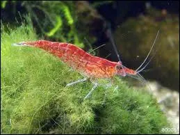 Avec quels poissons ne faut-il pas les mettre ?