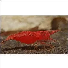 Quel est le rgime alimentaire de la red cherry ?