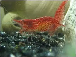 A quel ge atteignent-elles leur maturit sexuelle ?