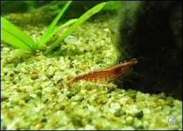 Comment sait-on qu'une femelle est enceinte ?