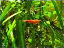 Combien la femelle pond-elle d'oeufs ?