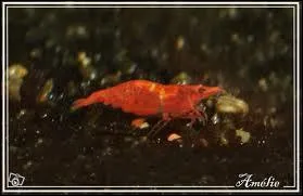 Quelle taille font les bbs  la naissance ?