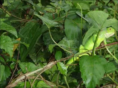 Il est tout vert ce b�b� ...