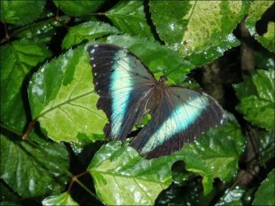 Avez vous d�j� vu ce papillon, le ...