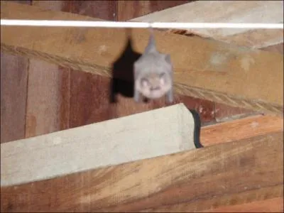 A quoi vous fait penser cet animal ?