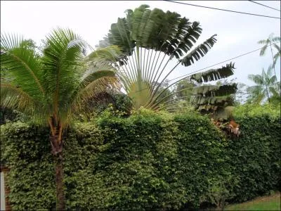 Si vous avez retenu un pr�c�dent quiz, l'arbre du voyageur est originaire de ...