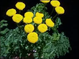 A partir de cette fleur, on fait une une boisson. C'est ?