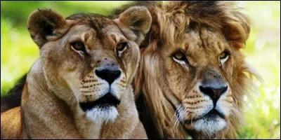 Lequel des deux chasse ?