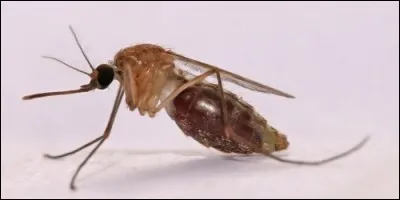 Quel est l'animal qui transmet le paludisme ?