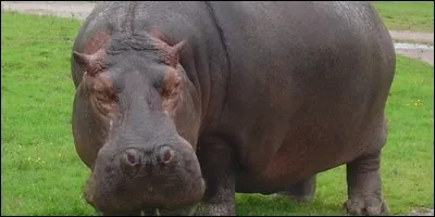 L'hippopotame appartient à l'espèce des hippophages.