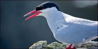 Quel est cet élégant oiseau marin au bec rouge, qui migre chaque année de l'Arctique vers l'Antarctique ?