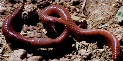 Le ver de terre ou lombric avale de la terre en creusant.