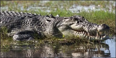 Il existe des crocodiles marins.