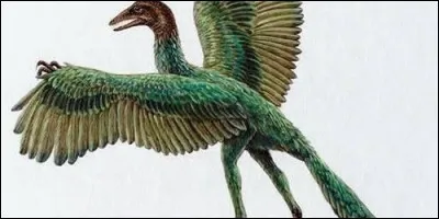 Quel dinosaure couvert de plumes a longtemps été considéré comme l'ancêtre des oiseaux ?
