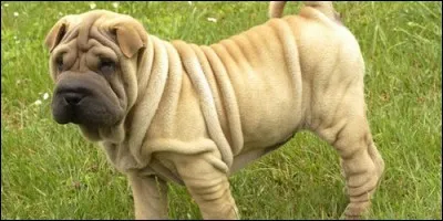 A quoi pourrait-on comparer un sharpei ?